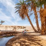 Oasis,With,Palm,Trees,On,Sahara,Dessert,,Morocco,,Africa