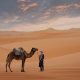 Berber,With,His,Dromedary,In,The,Sahara,Desert,In,Morocco